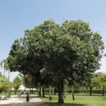 🌿 بذور فيكس لسان عصفور – Ficus religiosa