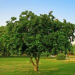 🌿 فيكس بونجاميا – Pongamia pinnata gabaseed