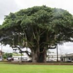 🌿 فيكس بنغالي – Ficus benghalensis gabaseed