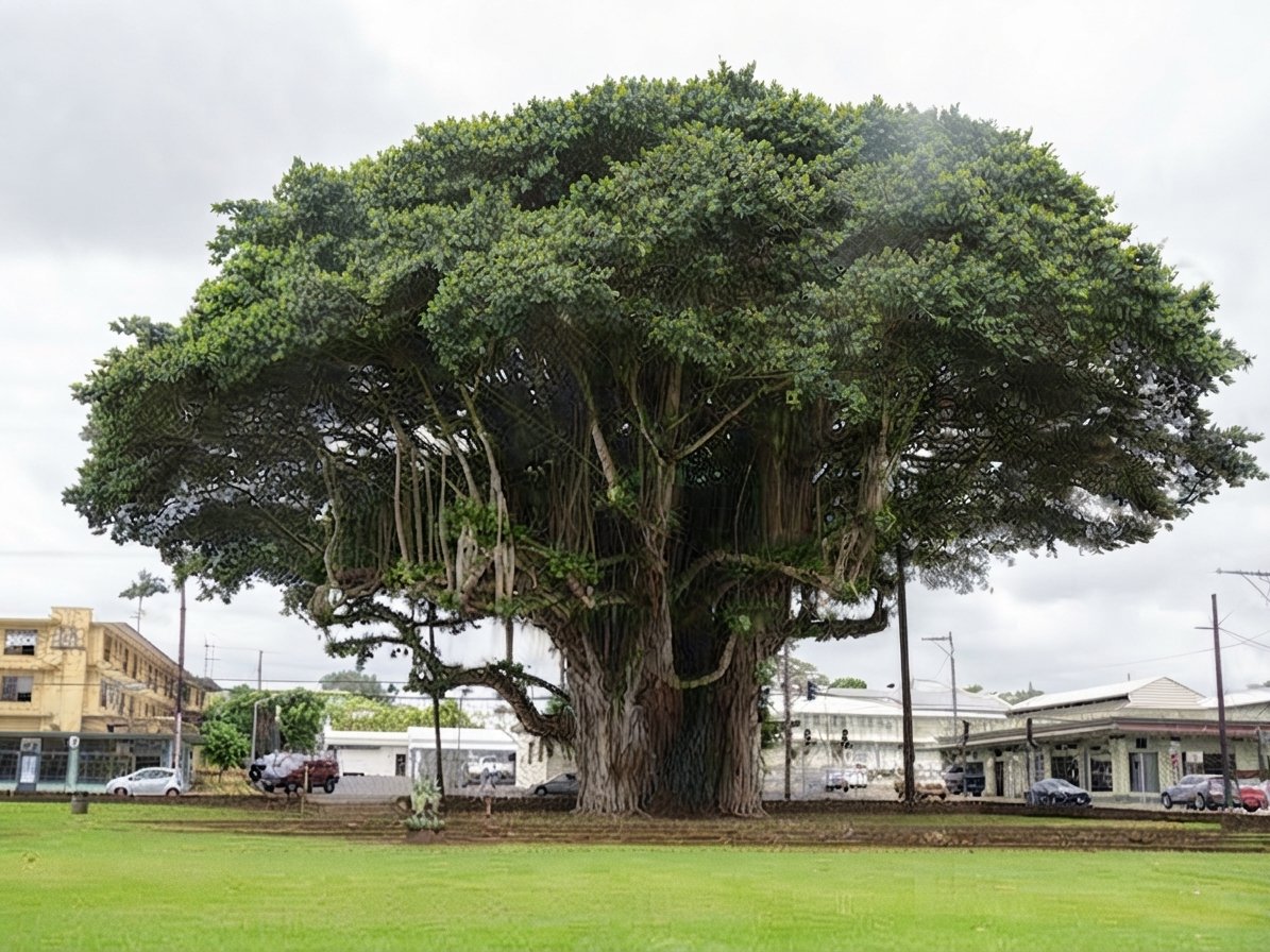 🌿 فيكس بنغالي – Ficus benghalensis gabaseed