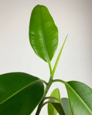 🌿 فيكس فيكتوريا – Ficus benjamina 'Victoria' gabaseed