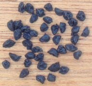 ⁦🌿بذور الكرات – Allium porrum⁩ - الصورة ⁦2⁩