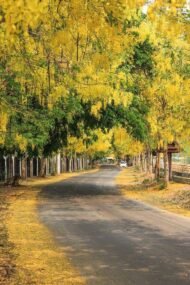 🌿 بذور كاسيا فيستيولا – Cassia fistula gabaseed