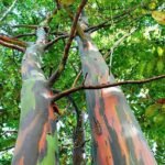 🌈 بذور الكافور قوس قزح – Eucalyptus deglupta gabaseed