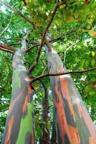 🌈 بذور الكافور قوس قزح – Eucalyptus deglupta gabaseed