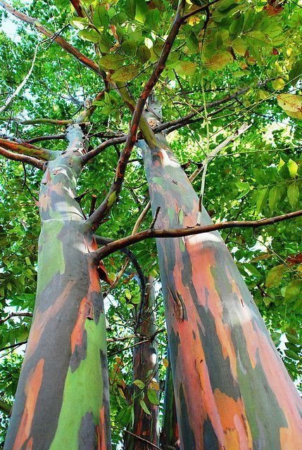 🌈 بذور الكافور قوس قزح – Eucalyptus deglupta gabaseed