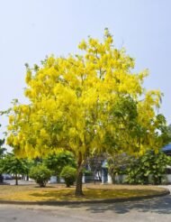 🌿 بذور كاسيا فيستيولا – Cassia fistula gabaseed