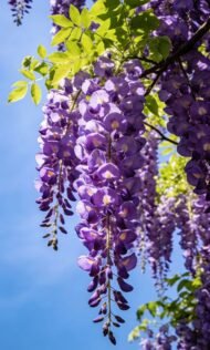 بذور ويستيريا بنفسجي – Wisteria gabaseed