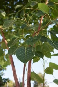 🌿 بذور فيكس لسان عصفور – Ficus religiosa gabaseed
