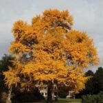 – Ginkgo – Ginkgo biloba – Maidenhair Tree – Ginkgo Treeمن أسمائها المتداولة: الجينكا – الجنكو – شجرة المعبد – شجرة كزبرة البئر