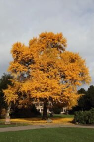 – Ginkgo – Ginkgo biloba – Maidenhair Tree – Ginkgo Treeمن أسمائها المتداولة: الجينكا – الجنكو – شجرة المعبد – شجرة كزبرة البئر