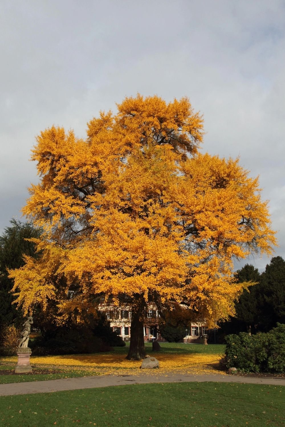– Ginkgo – Ginkgo biloba – Maidenhair Tree – Ginkgo Treeمن أسمائها المتداولة: الجينكا – الجنكو – شجرة المعبد – شجرة كزبرة البئر