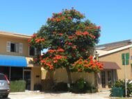 بذور الخزامى الأفريقي – Spathodea campanulata gabaseed