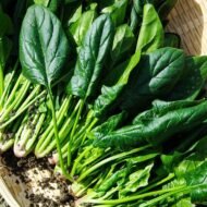 سبانخ – Spinacia oleracea 🌿 سبانخ – Spinacia oleracea من أسمائها المتداولة: السبانخ، السبانخ البلدي، Spinach 🌡 تحمل الحرارة: متوسط إلى منخفض — من محاصيل الجو البارد، وتتحمل البرودة جيدًا، بينما الحرارة المرتفعة تسرّع التزهير وتقلل جودة الأوراق. 🧂 تحمل الملوحة: متوسط — تتحمل قدرًا من الملوحة، لكنها تتأثر عند ارتفاع تركيز الأملاح في التربة أو مياه الري، خصوصًا أثناء الإنبات والنمو المبكر. ☀️ الشمس: شمس كاملة، ويمكن زراعتها في نصف ظل خفيف بالمناطق الحارة. 💧 الري: منتظم ومتوسط — تحتاج إلى رطوبة ثابتة نسبيًا، مع تجنب الجفاف الشديد أو تجمع المياه حول الجذور. 📏 الارتفاع: حوالي 15–30 سم في مرحلة إنتاج الأوراق، وقد يرتفع النبات إلى نحو 50–80 سم عند دخوله مرحلة التزهير. 📐 الانتشار: حوالي 20–40 سم حسب الصنف وكثافة الزراعة. ⚡ سرعة النمو: سريعة في الجو المعتدل والبارد. 🌱 صعوبة الإنبات: سهلة إلى متوسطة — الإنبات جيد عمومًا، لكن البذور تحتاج إلى رطوبة منتظمة ودرجة حرارة مناسبة، وقد تتأخر نسبيًا في الظهور مقارنة ببعض الخضروات الورقية. 🌿 شكل النمو: نبات عشبي حولي يُزرع أساسًا لإنتاج الأوراق الخضراء، ويكوّن في البداية وردة كثيفة من الأوراق القريبة من سطح التربة، ثم ينتقل لاحقًا إلى تكوين ساق زهرية عند ارتفاع الحرارة أو اكتمال دورة نموه. السبانخ والزراعة: السبانخ من أشهر الخضروات الورقية التي تنجح بصورة أفضل خلال الموسم البارد والمعتدل. والاسم العلمي لها هو Spinacia oleracea، وهي من النباتات التي تنمو بسرعة عندما تتوفر لها درجات الحرارة المناسبة والتربة الخصبة والري المنتظم. تزرع السبانخ غالبًا بالبذور مباشرة في الأرض، وهي طريقة مناسبة جدًا لهذا المحصول. وتفضل التربة المفككة جيدة الصرف والغنية بالمادة العضوية، لأن التربة الجيدة تساعد على تكوين جذور قوية ومجموع خضري كثيف. يمكن زراعتها في أحواض أو خطوط، مع ترك مسافة مناسبة بين النباتات حتى تحصل الأوراق على الضوء والتهوية. وعند الزراعة بكثافة شديدة تصبح النباتات مزدحمة، مما قد يؤدي إلى أوراق أصغر وضعف التهوية داخل المجموع الخضري. 🌱 الإنبات: بذور السبانخ سهلة الزراعة نسبيًا، لكن الإنبات قد يستغرق بعض الوقت مقارنة ببعض المحاصيل سريعة الإنبات. لذلك يجب عدم الحكم على البذور بالفشل مبكرًا، خصوصًا إذا كانت درجة الحرارة منخفضة أو كانت البذور قديمة. بعد الزراعة يجب المحافظة على رطوبة التربة بصورة منتظمة، لأن جفاف الطبقة السطحية أثناء الإنبات قد يؤدي إلى ظهور النباتات بصورة غير متجانسة. وفي المقابل يجب تجنب إغراق التربة بالماء، لأن البذور والبادرات الصغيرة تكون حساسة لزيادة الرطوبة وسوء الصرف. 🌡 الحرارة: السبانخ من المحاصيل المحبة للجو البارد، ولذلك تكون أفضل جودة للمحصول عندما تنمو في درجات حرارة معتدلة. في مصر يفضل زراعتها خلال الفترات التي تكون فيها درجات الحرارة منخفضة إلى معتدلة، بدلًا من زراعتها في أشد فترات الصيف حرارة. ارتفاع الحرارة لا يعني بالضرورة موت النبات مباشرة، لكنه يغير سلوكه؛ حيث يبدأ في الانتقال بسرعة من النمو الخضري إلى مرحلة التزهير، وهي مشكلة مهمة عندما يكون الهدف هو إنتاج الأوراق. كلما دخل النبات في التزهير مبكرًا تقل الفترة المتاحة للحصول على أوراق كبيرة وطرية، لذلك يعتبر اختيار موعد الزراعة المناسب من أهم عوامل نجاح السبانخ. ☀️ الشمس والإضاءة: في الطقس البارد تستفيد السبانخ من الشمس الكاملة، لأن الضوء القوي يساعدها على تكوين أوراق خضراء ومجموع خضري قوي. أما في المناطق الحارة، فيمكن توفير نصف ظل خفيف، خصوصًا خلال ساعات الظهيرة، لتقليل الإجهاد الناتج عن الحرارة. لكن الظل الكامل أو الإضاءة الضعيفة لفترات طويلة ليست مناسبة، لأنها تؤدي إلى ضعف النمو وقلة تكوين الأوراق. 💧 الري والتربة: تحتاج السبانخ إلى رطوبة منتظمة طوال فترة النمو، خاصة في مرحلة الإنبات وتكوين الأوراق. الجفاف الشديد يؤدي إلى تباطؤ النمو، بينما الري الغزير المستمر يمكن أن يسبب مشاكل في الجذور إذا كانت التربة سيئة الصرف. أفضل تربة للسبانخ هي التربة الخصبة جيدة الصرف، مع وجود كمية مناسبة من المادة العضوية. كما أن التربة المفككة تساعد على انتشار الجذور بصورة أفضل وتقلل من مشاكل تجمع المياه. يجب أيضًا تجنب التذبذب الشديد في الري؛ فالمحافظة على رطوبة مستقرة أفضل من ترك النبات يجف تمامًا ثم إعطائه كمية كبيرة من المياه. 🌿 الأوراق: الأوراق هي الجزء الرئيسي الذي يزرع من أجله النبات، وتظهر في البداية على شكل وردة منخفضة وكثيفة. وتختلف هيئة الأوراق باختلاف الصنف، فمنها أصناف ذات أوراق ملساء، وأخرى ذات أوراق مجعدة أو أكثر سماكة. يمكن استخدام الأوراق الصغيرة والطازجة، كما يمكن ترك النبات لفترة أطول حتى تتكون أوراق أكبر قبل الحصاد، حسب الغرض من الزراعة وطريقة التسويق. ✂️ الحصاد: يمكن حصاد السبانخ بطريقة تدريجية عن طريق جمع الأوراق الخارجية الكبيرة وترك الأوراق الحديثة في مركز النبات لتستمر في النمو. وتساعد هذه الطريقة على استمرار الإنتاج لفترة أطول إذا كانت الظروف الجوية مناسبة. كما يمكن حصاد النبات كاملًا عندما يصل إلى الحجم المطلوب، وهي طريقة شائعة في بعض الزراعات التجارية. يفضل الحصاد قبل دخول النبات بقوة في مرحلة التزهير، لأن الهدف الأساسي في إنتاج السبانخ هو الحصول على الأوراق، بينما يؤدي التزهير المبكر إلى انخفاض جودة المحصول الورقي. 🌼 التزهير وإنتاج البذور: عندما ترتفع درجات الحرارة أو يقترب النبات من إكمال دورة حياته، يبدأ في تكوين ساق زهرية طويلة نسبيًا بدلًا من الاستمرار في إنتاج وردة كثيفة من الأوراق. السبانخ من النباتات التي توجد فيها نباتات مذكرة وأخرى مؤنثة غالبًا، وبعد التلقيح تتكون الثمار والبذور. ويمكن ترك بعض النباتات حتى تكمل دورة حياتها إذا كان الهدف هو إنتاج البذور بدلًا من حصاد الأوراق. 🧂 الملوحة: تحمل السبانخ للملوحة متوسط، ولذلك يمكنها تحمل قدر من الأملاح، لكنها لا تعتبر محصولًا مناسبًا للزراعة في ظروف الملوحة الشديدة دون إدارة جيدة. ارتفاع الأملاح في منطقة الجذور يجعل امتصاص الماء أكثر صعوبة، وقد يظهر ذلك في صورة بطء في النمو وصغر حجم الأوراق. لذلك فإن جودة مياه الري والصرف الجيد مهمان جدًا، خصوصًا في الأراضي التي تعاني من تراكم الأملاح. 🌱 التغذية: لأن الهدف الأساسي من زراعة السبانخ هو إنتاج المجموع الخضري، فإن توفر العناصر الغذائية بصورة متوازنة يساعد على تكوين أوراق قوية وكثيفة. وتحتاج النباتات إلى تربة خصبة، مع إمكانية استخدام الأسمدة العضوية والمعدنية وفق حالة التربة واحتياجات المحصول. ويفضل عدم الإفراط في التسميد، بل المحافظة على برنامج متوازن، لأن جودة الأوراق لا تعتمد على كمية السماد فقط، وإنما على توازن التغذية والماء والضوء ودرجة الحرارة. 🍃 الاستخدامات: تستخدم أوراق السبانخ طازجة أو مطهية، وتدخل في السلطات والشوربات والحشوات والعديد من الأطباق. كما يمكن حفظها بالتجميد أو تجفيفها وفق طريقة الحفظ المستخدمة. 🌿 سبانخ – Spinacia oleraceagabaseed