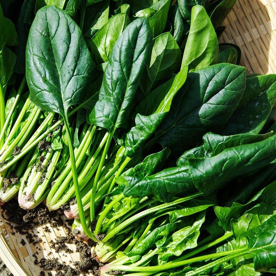 سبانخ – Spinacia oleracea 🌿 سبانخ – Spinacia oleracea من أسمائها المتداولة: السبانخ، السبانخ البلدي، Spinach 🌡 تحمل الحرارة: متوسط إلى منخفض — من محاصيل الجو البارد، وتتحمل البرودة جيدًا، بينما الحرارة المرتفعة تسرّع التزهير وتقلل جودة الأوراق. 🧂 تحمل الملوحة: متوسط — تتحمل قدرًا من الملوحة، لكنها تتأثر عند ارتفاع تركيز الأملاح في التربة أو مياه الري، خصوصًا أثناء الإنبات والنمو المبكر. ☀️ الشمس: شمس كاملة، ويمكن زراعتها في نصف ظل خفيف بالمناطق الحارة. 💧 الري: منتظم ومتوسط — تحتاج إلى رطوبة ثابتة نسبيًا، مع تجنب الجفاف الشديد أو تجمع المياه حول الجذور. 📏 الارتفاع: حوالي 15–30 سم في مرحلة إنتاج الأوراق، وقد يرتفع النبات إلى نحو 50–80 سم عند دخوله مرحلة التزهير. 📐 الانتشار: حوالي 20–40 سم حسب الصنف وكثافة الزراعة. ⚡ سرعة النمو: سريعة في الجو المعتدل والبارد. 🌱 صعوبة الإنبات: سهلة إلى متوسطة — الإنبات جيد عمومًا، لكن البذور تحتاج إلى رطوبة منتظمة ودرجة حرارة مناسبة، وقد تتأخر نسبيًا في الظهور مقارنة ببعض الخضروات الورقية. 🌿 شكل النمو: نبات عشبي حولي يُزرع أساسًا لإنتاج الأوراق الخضراء، ويكوّن في البداية وردة كثيفة من الأوراق القريبة من سطح التربة، ثم ينتقل لاحقًا إلى تكوين ساق زهرية عند ارتفاع الحرارة أو اكتمال دورة نموه. السبانخ والزراعة: السبانخ من أشهر الخضروات الورقية التي تنجح بصورة أفضل خلال الموسم البارد والمعتدل. والاسم العلمي لها هو Spinacia oleracea، وهي من النباتات التي تنمو بسرعة عندما تتوفر لها درجات الحرارة المناسبة والتربة الخصبة والري المنتظم. تزرع السبانخ غالبًا بالبذور مباشرة في الأرض، وهي طريقة مناسبة جدًا لهذا المحصول. وتفضل التربة المفككة جيدة الصرف والغنية بالمادة العضوية، لأن التربة الجيدة تساعد على تكوين جذور قوية ومجموع خضري كثيف. يمكن زراعتها في أحواض أو خطوط، مع ترك مسافة مناسبة بين النباتات حتى تحصل الأوراق على الضوء والتهوية. وعند الزراعة بكثافة شديدة تصبح النباتات مزدحمة، مما قد يؤدي إلى أوراق أصغر وضعف التهوية داخل المجموع الخضري. 🌱 الإنبات: بذور السبانخ سهلة الزراعة نسبيًا، لكن الإنبات قد يستغرق بعض الوقت مقارنة ببعض المحاصيل سريعة الإنبات. لذلك يجب عدم الحكم على البذور بالفشل مبكرًا، خصوصًا إذا كانت درجة الحرارة منخفضة أو كانت البذور قديمة. بعد الزراعة يجب المحافظة على رطوبة التربة بصورة منتظمة، لأن جفاف الطبقة السطحية أثناء الإنبات قد يؤدي إلى ظهور النباتات بصورة غير متجانسة. وفي المقابل يجب تجنب إغراق التربة بالماء، لأن البذور والبادرات الصغيرة تكون حساسة لزيادة الرطوبة وسوء الصرف. 🌡 الحرارة: السبانخ من المحاصيل المحبة للجو البارد، ولذلك تكون أفضل جودة للمحصول عندما تنمو في درجات حرارة معتدلة. في مصر يفضل زراعتها خلال الفترات التي تكون فيها درجات الحرارة منخفضة إلى معتدلة، بدلًا من زراعتها في أشد فترات الصيف حرارة. ارتفاع الحرارة لا يعني بالضرورة موت النبات مباشرة، لكنه يغير سلوكه؛ حيث يبدأ في الانتقال بسرعة من النمو الخضري إلى مرحلة التزهير، وهي مشكلة مهمة عندما يكون الهدف هو إنتاج الأوراق. كلما دخل النبات في التزهير مبكرًا تقل الفترة المتاحة للحصول على أوراق كبيرة وطرية، لذلك يعتبر اختيار موعد الزراعة المناسب من أهم عوامل نجاح السبانخ. ☀️ الشمس والإضاءة: في الطقس البارد تستفيد السبانخ من الشمس الكاملة، لأن الضوء القوي يساعدها على تكوين أوراق خضراء ومجموع خضري قوي. أما في المناطق الحارة، فيمكن توفير نصف ظل خفيف، خصوصًا خلال ساعات الظهيرة، لتقليل الإجهاد الناتج عن الحرارة. لكن الظل الكامل أو الإضاءة الضعيفة لفترات طويلة ليست مناسبة، لأنها تؤدي إلى ضعف النمو وقلة تكوين الأوراق. 💧 الري والتربة: تحتاج السبانخ إلى رطوبة منتظمة طوال فترة النمو، خاصة في مرحلة الإنبات وتكوين الأوراق. الجفاف الشديد يؤدي إلى تباطؤ النمو، بينما الري الغزير المستمر يمكن أن يسبب مشاكل في الجذور إذا كانت التربة سيئة الصرف. أفضل تربة للسبانخ هي التربة الخصبة جيدة الصرف، مع وجود كمية مناسبة من المادة العضوية. كما أن التربة المفككة تساعد على انتشار الجذور بصورة أفضل وتقلل من مشاكل تجمع المياه. يجب أيضًا تجنب التذبذب الشديد في الري؛ فالمحافظة على رطوبة مستقرة أفضل من ترك النبات يجف تمامًا ثم إعطائه كمية كبيرة من المياه. 🌿 الأوراق: الأوراق هي الجزء الرئيسي الذي يزرع من أجله النبات، وتظهر في البداية على شكل وردة منخفضة وكثيفة. وتختلف هيئة الأوراق باختلاف الصنف، فمنها أصناف ذات أوراق ملساء، وأخرى ذات أوراق مجعدة أو أكثر سماكة. يمكن استخدام الأوراق الصغيرة والطازجة، كما يمكن ترك النبات لفترة أطول حتى تتكون أوراق أكبر قبل الحصاد، حسب الغرض من الزراعة وطريقة التسويق. ✂️ الحصاد: يمكن حصاد السبانخ بطريقة تدريجية عن طريق جمع الأوراق الخارجية الكبيرة وترك الأوراق الحديثة في مركز النبات لتستمر في النمو. وتساعد هذه الطريقة على استمرار الإنتاج لفترة أطول إذا كانت الظروف الجوية مناسبة. كما يمكن حصاد النبات كاملًا عندما يصل إلى الحجم المطلوب، وهي طريقة شائعة في بعض الزراعات التجارية. يفضل الحصاد قبل دخول النبات بقوة في مرحلة التزهير، لأن الهدف الأساسي في إنتاج السبانخ هو الحصول على الأوراق، بينما يؤدي التزهير المبكر إلى انخفاض جودة المحصول الورقي. 🌼 التزهير وإنتاج البذور: عندما ترتفع درجات الحرارة أو يقترب النبات من إكمال دورة حياته، يبدأ في تكوين ساق زهرية طويلة نسبيًا بدلًا من الاستمرار في إنتاج وردة كثيفة من الأوراق. السبانخ من النباتات التي توجد فيها نباتات مذكرة وأخرى مؤنثة غالبًا، وبعد التلقيح تتكون الثمار والبذور. ويمكن ترك بعض النباتات حتى تكمل دورة حياتها إذا كان الهدف هو إنتاج البذور بدلًا من حصاد الأوراق. 🧂 الملوحة: تحمل السبانخ للملوحة متوسط، ولذلك يمكنها تحمل قدر من الأملاح، لكنها لا تعتبر محصولًا مناسبًا للزراعة في ظروف الملوحة الشديدة دون إدارة جيدة. ارتفاع الأملاح في منطقة الجذور يجعل امتصاص الماء أكثر صعوبة، وقد يظهر ذلك في صورة بطء في النمو وصغر حجم الأوراق. لذلك فإن جودة مياه الري والصرف الجيد مهمان جدًا، خصوصًا في الأراضي التي تعاني من تراكم الأملاح. 🌱 التغذية: لأن الهدف الأساسي من زراعة السبانخ هو إنتاج المجموع الخضري، فإن توفر العناصر الغذائية بصورة متوازنة يساعد على تكوين أوراق قوية وكثيفة. وتحتاج النباتات إلى تربة خصبة، مع إمكانية استخدام الأسمدة العضوية والمعدنية وفق حالة التربة واحتياجات المحصول. ويفضل عدم الإفراط في التسميد، بل المحافظة على برنامج متوازن، لأن جودة الأوراق لا تعتمد على كمية السماد فقط، وإنما على توازن التغذية والماء والضوء ودرجة الحرارة. 🍃 الاستخدامات: تستخدم أوراق السبانخ طازجة أو مطهية، وتدخل في السلطات والشوربات والحشوات والعديد من الأطباق. كما يمكن حفظها بالتجميد أو تجفيفها وفق طريقة الحفظ المستخدمة. 🌿 سبانخ – Spinacia oleraceagabaseed
