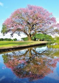– Silk Floss Tree – Floss Silk Tree – Palo Borrachoمن أسمائها المتداولة: كوريزيا – كوريزيا مزهرة – شجرة زجاجة الحرير – شجرة الحرير