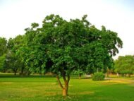 🌿 فيكس بونجاميا – Pongamia pinnata gabaseed