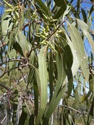 بذور كافور بلدي Eucalyptus tereticornis gabaseed