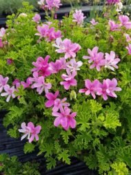 🌿 العِترة – Pelargonium graveolensgabaseed