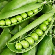 بذور البسلة – Pisum sativumgabaseed