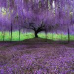 بذور ويستيريا بنفسجي – Wisteria gabaseed