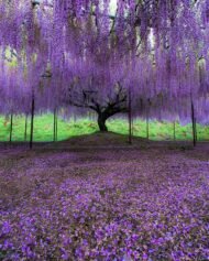 بذور ويستيريا بنفسجي – Wisteria gabaseed