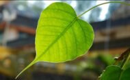 🌿 بذور فيكس لسان عصفور – Ficus religiosa gabaseed