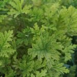 🌿 العِترة – Pelargonium graveolensgabaseed