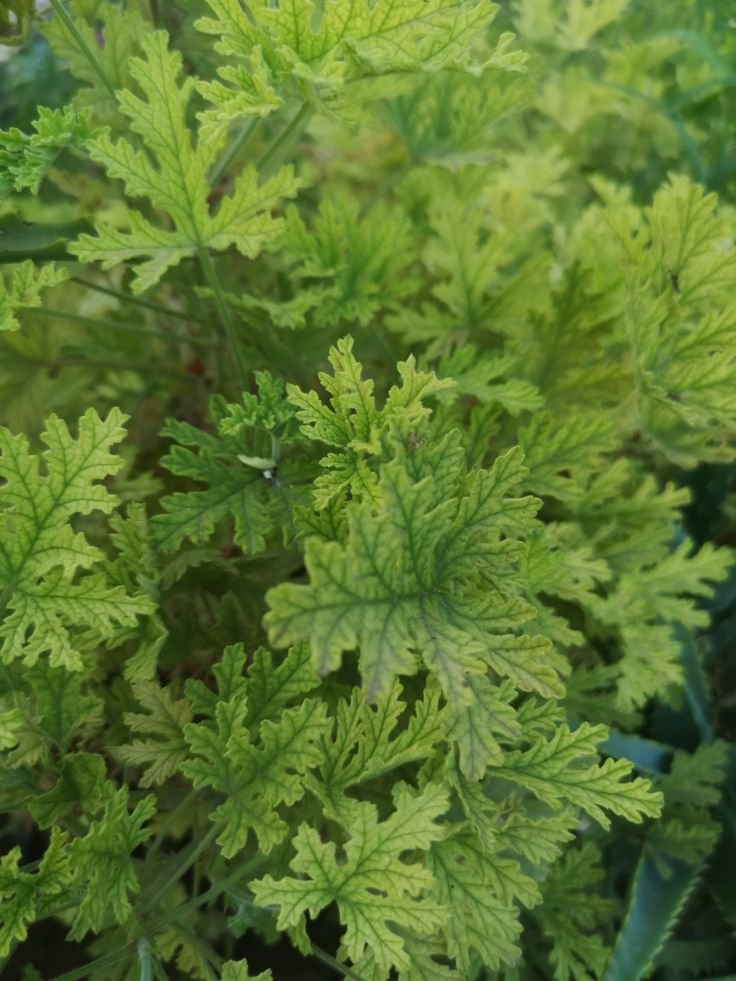 🌿 العِترة – Pelargonium graveolensgabaseed