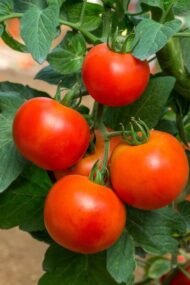 بذور الطماطم Solanum lycopersicum gabaseed