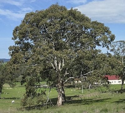 بذور كافور بلدي Eucalyptus tereticornis gabaseed