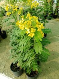بذور كاسيا جلوكا – Cassia glauca gabaseed