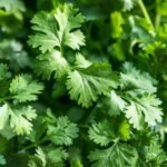 🌿 كزبرة – Coriandrum sativumgabaseed