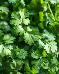 🌿 كزبرة – Coriandrum sativumgabaseed