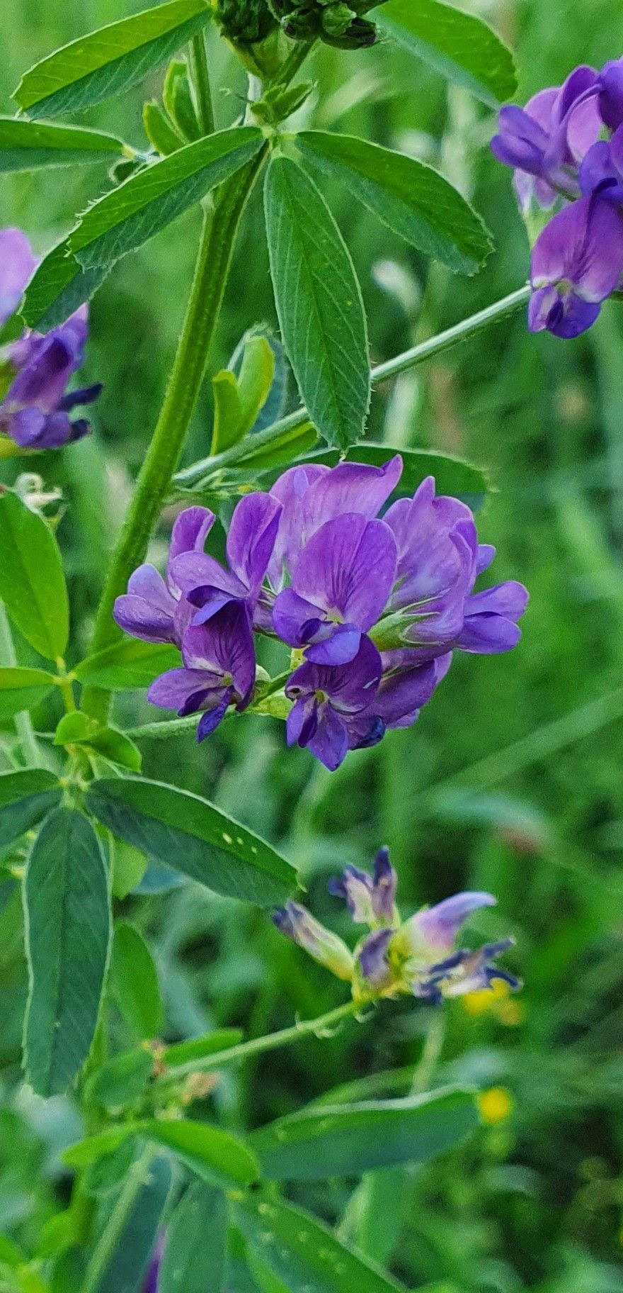 🌿 برسيم حجازي – gabaseedMedicago sativa L.