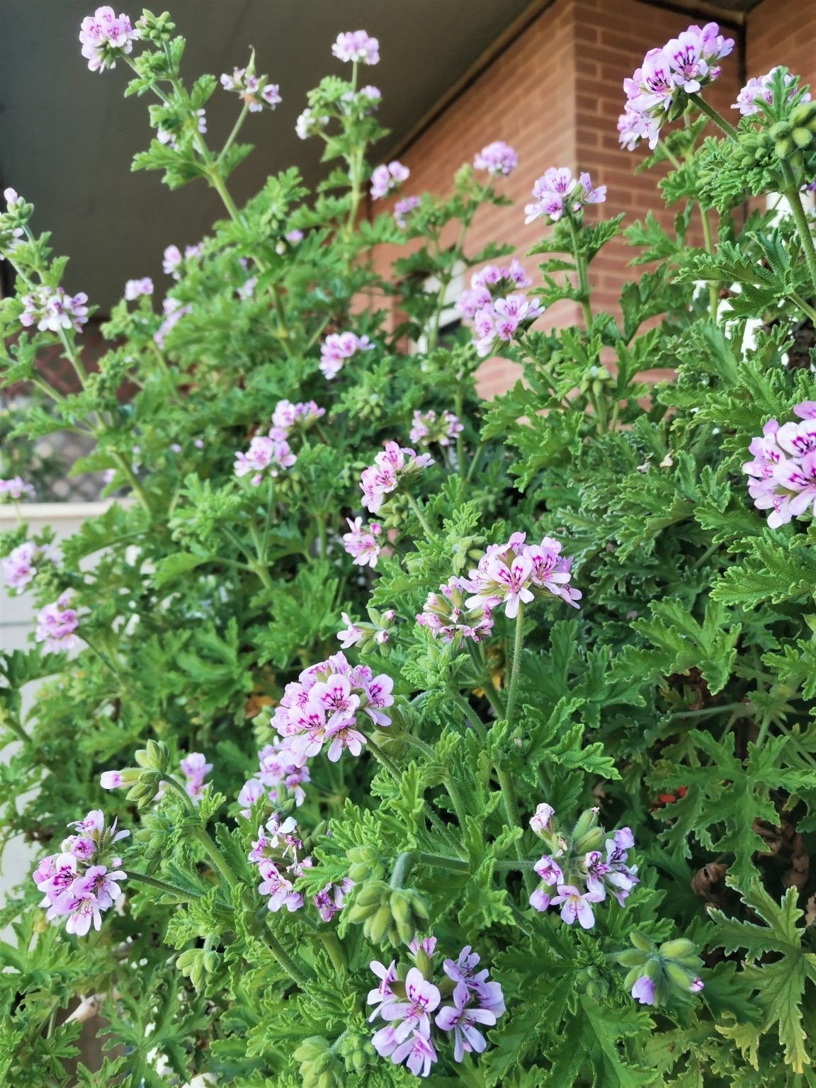 🌿 العِترة – Pelargonium graveolensgabaseed