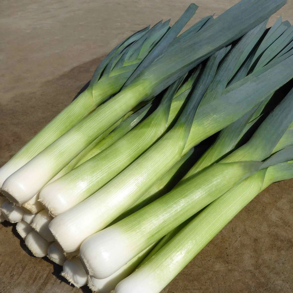 gabaseedAllium porrum الكرات