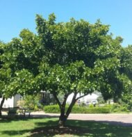 🌿 فيكس بونجاميا – Pongamia pinnata gabaseed