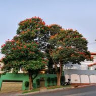 بذور الخزامى الأفريقي – Spathodea campanulata gabaseed