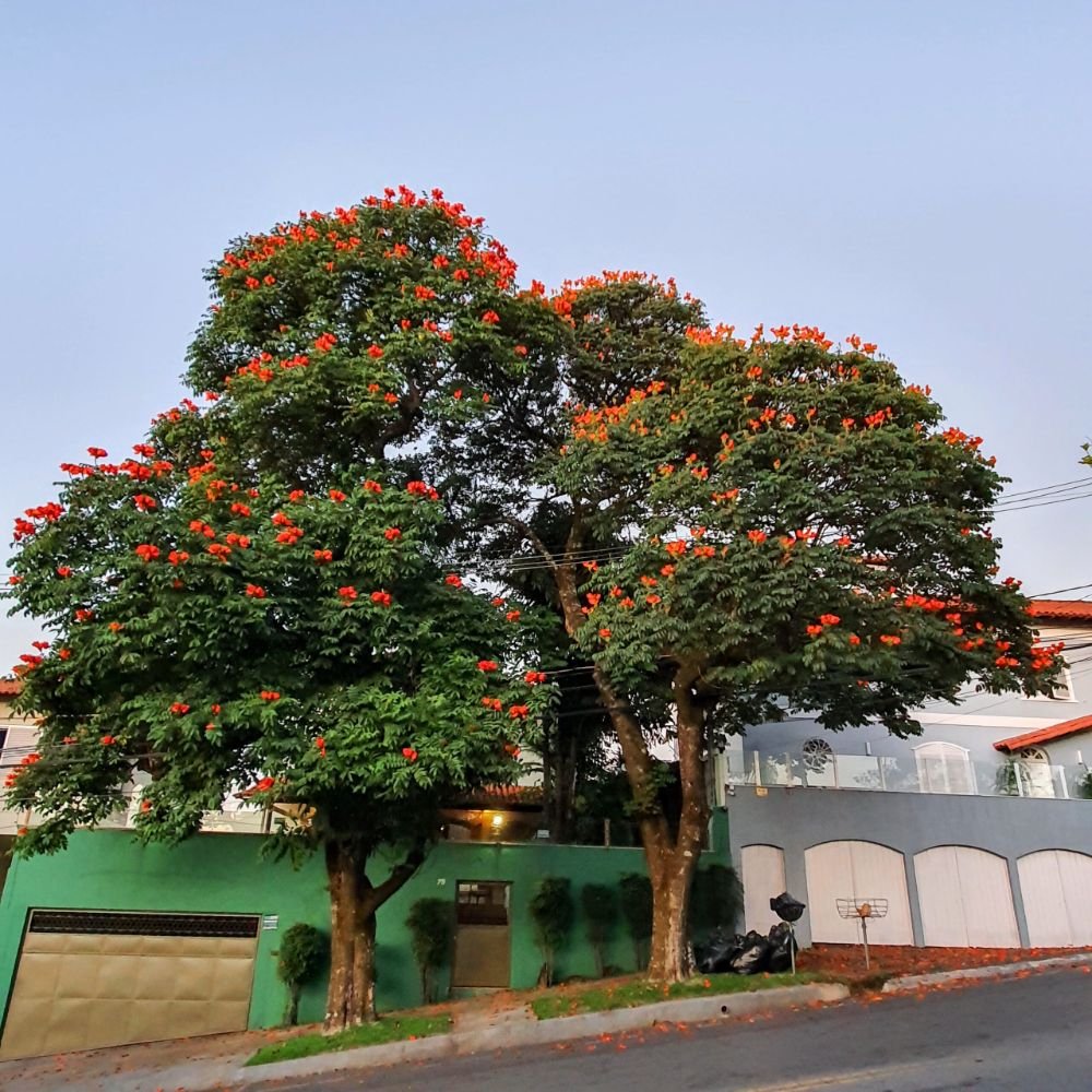 بذور الخزامى الأفريقي – Spathodea campanulata gabaseed