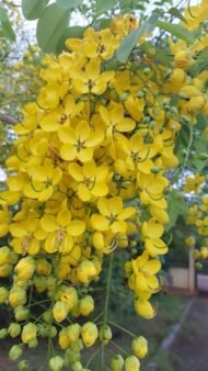 🌿 بذور كاسيا فيستيولا – Cassia fistula gabaseed