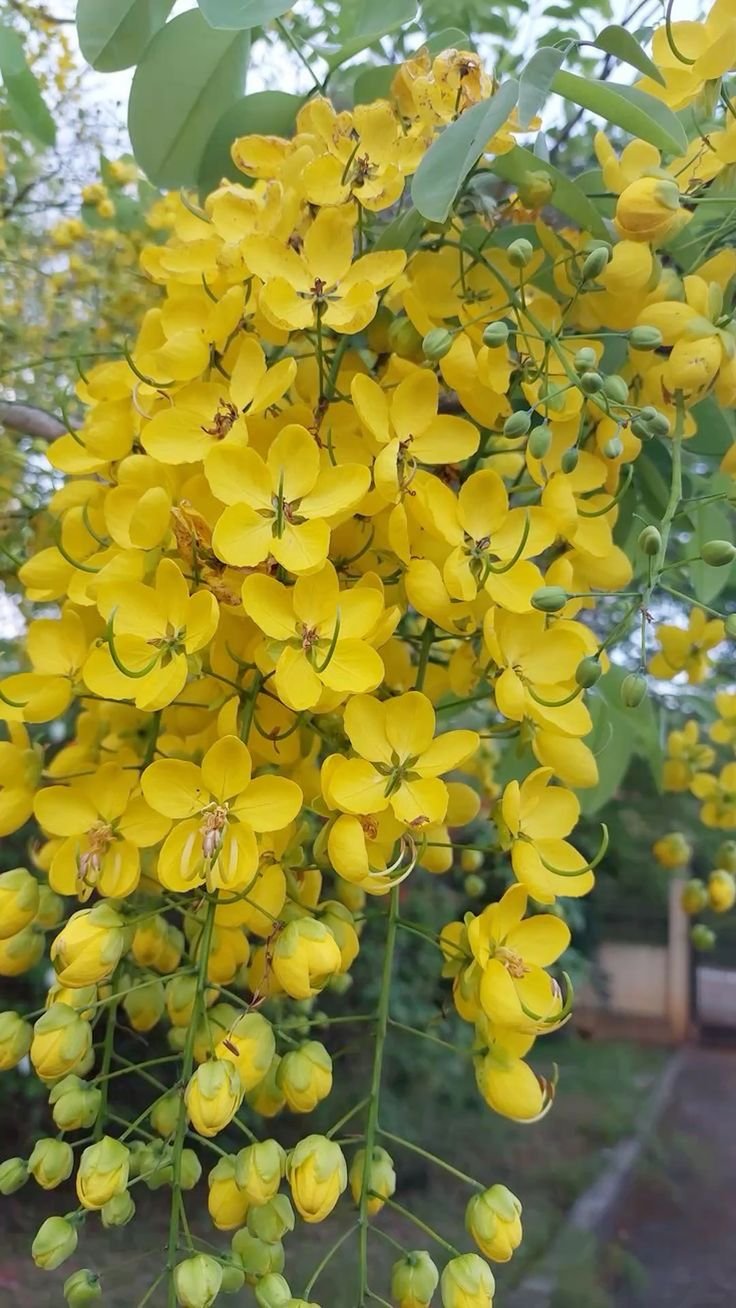🌿 بذور كاسيا فيستيولا – Cassia fistula gabaseed