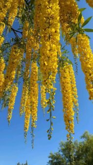 🌿 بذور كاسيا فيستيولا – Cassia fistula gabaseed