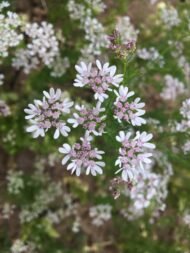 🌿 كزبرة – Coriandrum sativumgabaseed