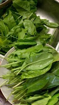 🌿 بذور البامية – Abelmoschus esculentusgabaseed