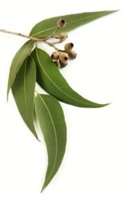 بذور الكافور الليموني – Eucalyptus citriodora gabaseed