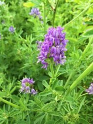 🌿 برسيم حجازي – gabaseedMedicago sativa L.