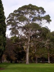 بذور كافور بلدي Eucalyptus tereticornis gabaseed