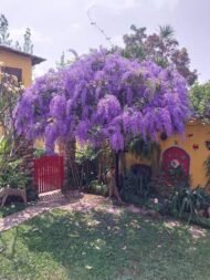 بذور ويستيريا بنفسجي – Wisteria gabaseed