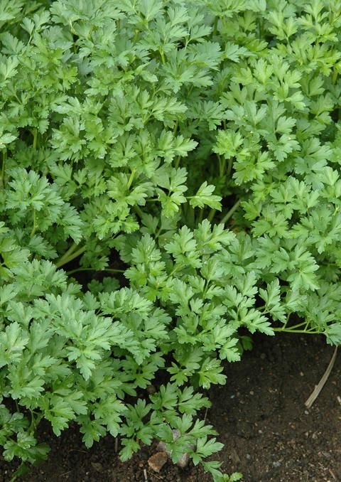 🌿 بقدونس – Petroselinum crispumgabaseed.